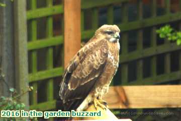  gard 2016 in the garden buzzard