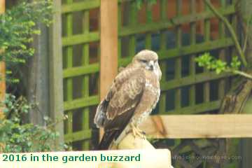  gard 2016 in the garden buzzard