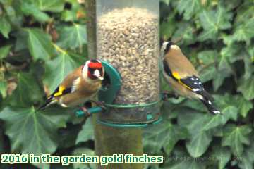  gard 2016 in the garden gold finches