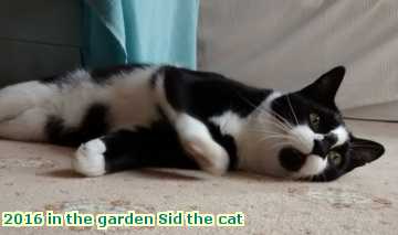  gard 2016 in the garden Sid the cat