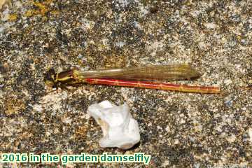  gard 2016 in the garden damselfly