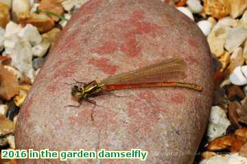  gard 2016 in the garden damselfly