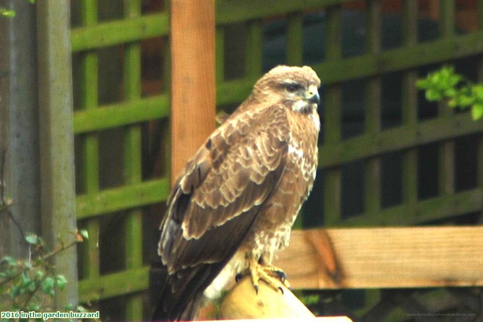 2016 in the garden buzzard