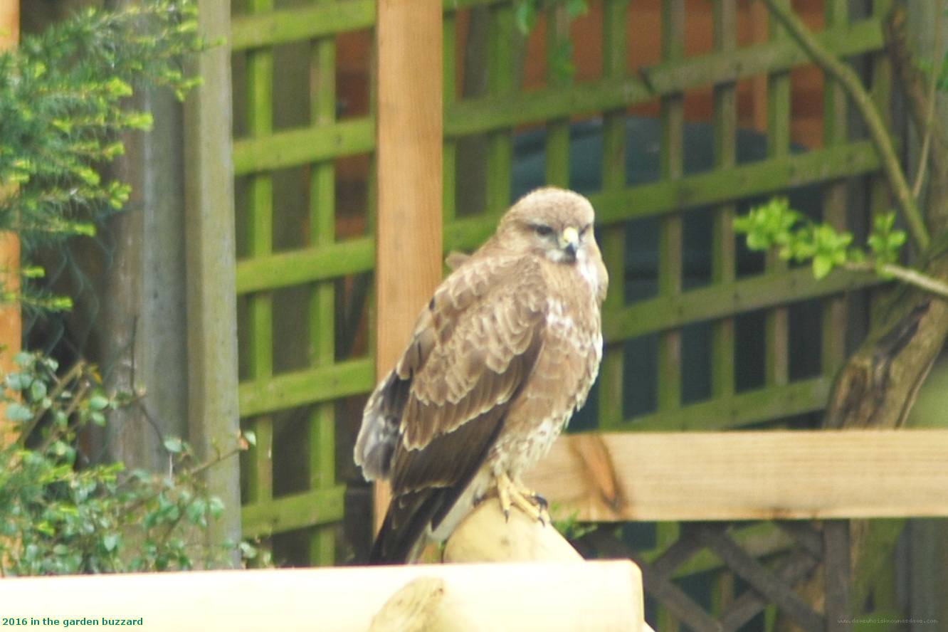 2016 in the garden buzzard