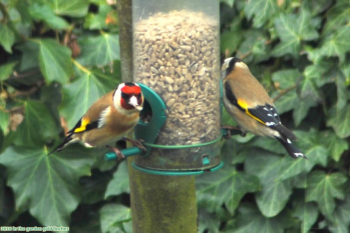 2016 in the garden gold finches