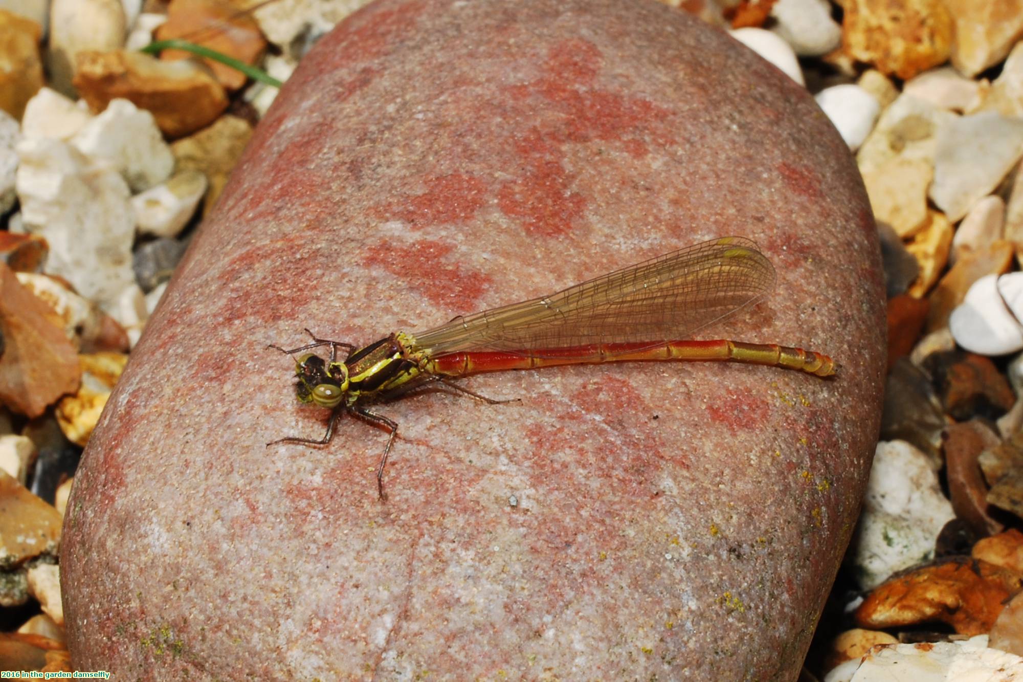 2016 in the garden damselfly