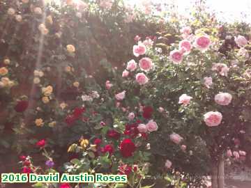  rose 2016 David Austin Roses