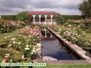  rose 2016 David Austin Roses