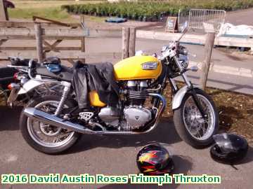  rose 2016 David Austin Roses Triumph Thruxton