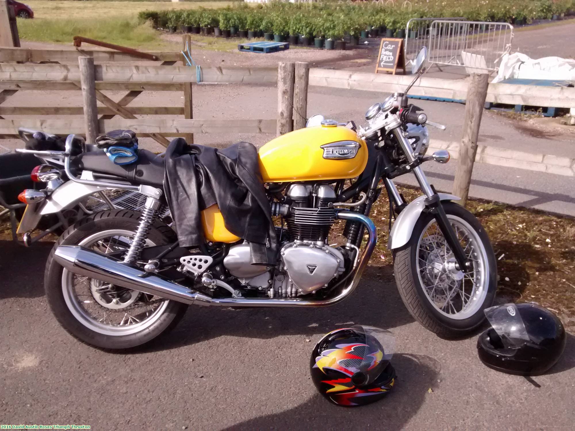 2016 David Austin Roses Triumph Thruxton