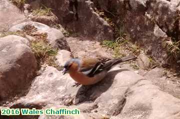  wales 2016 Wales Chaffinch