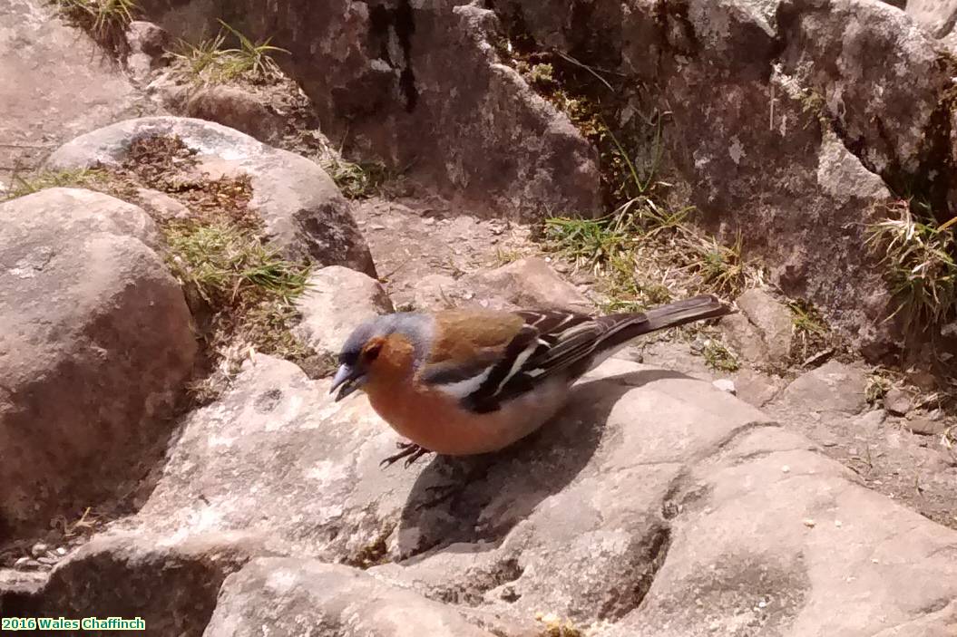 2016 Wales Chaffinch