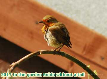  gard 2017 In the garden Robin without a tail