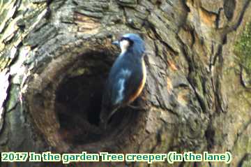  gard 2017 In the garden Tree creeper (in the lane)