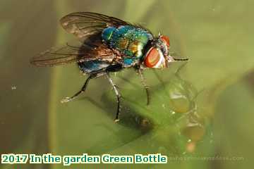  gard 2017 In the garden Green Bottle