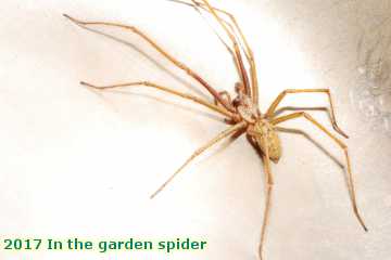  gard 2017 In the garden spider