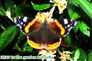  gard 2017 In the garden Butterfly