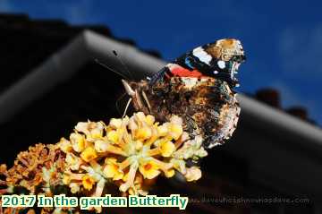  gard 2017 In the garden Butterfly