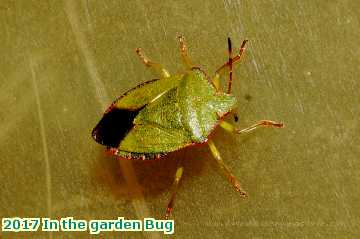  gard 2017 In the garden Bug