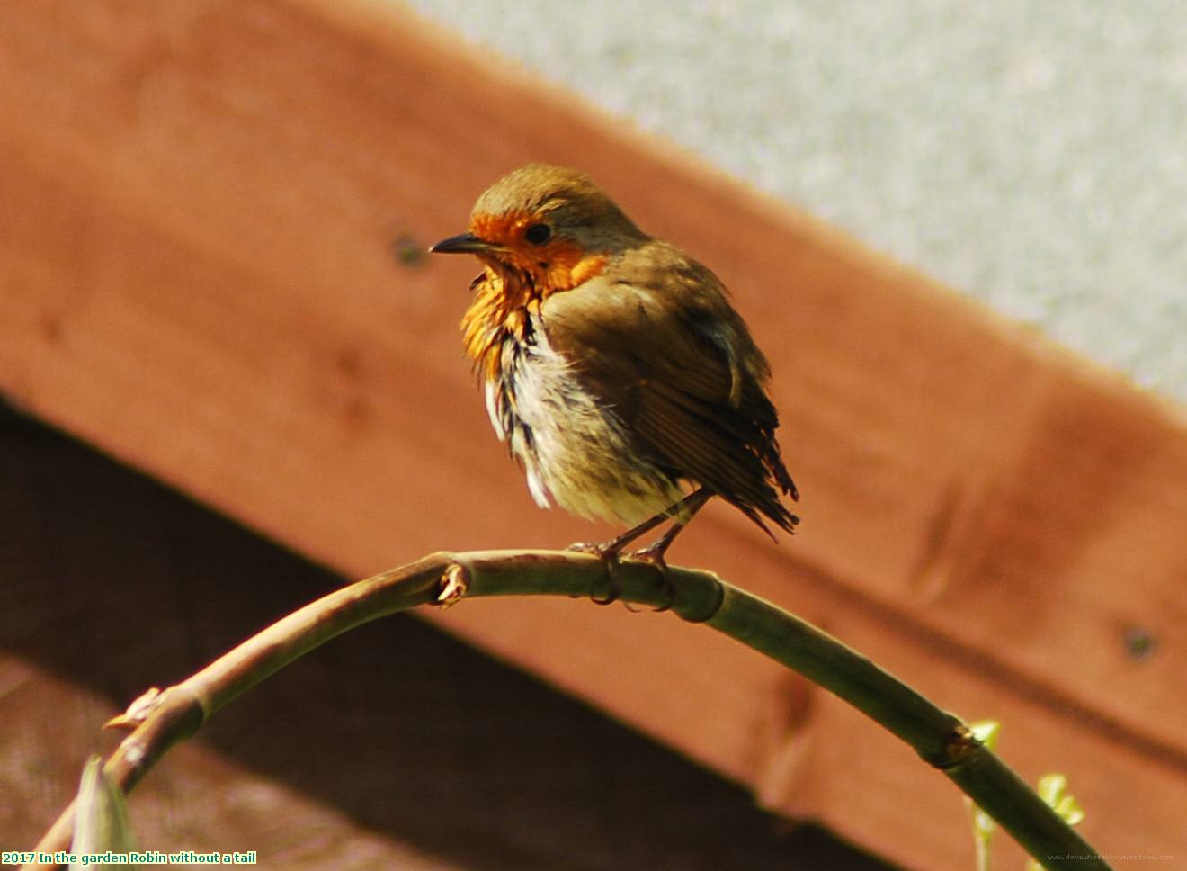 2017 In the garden Robin without a tail