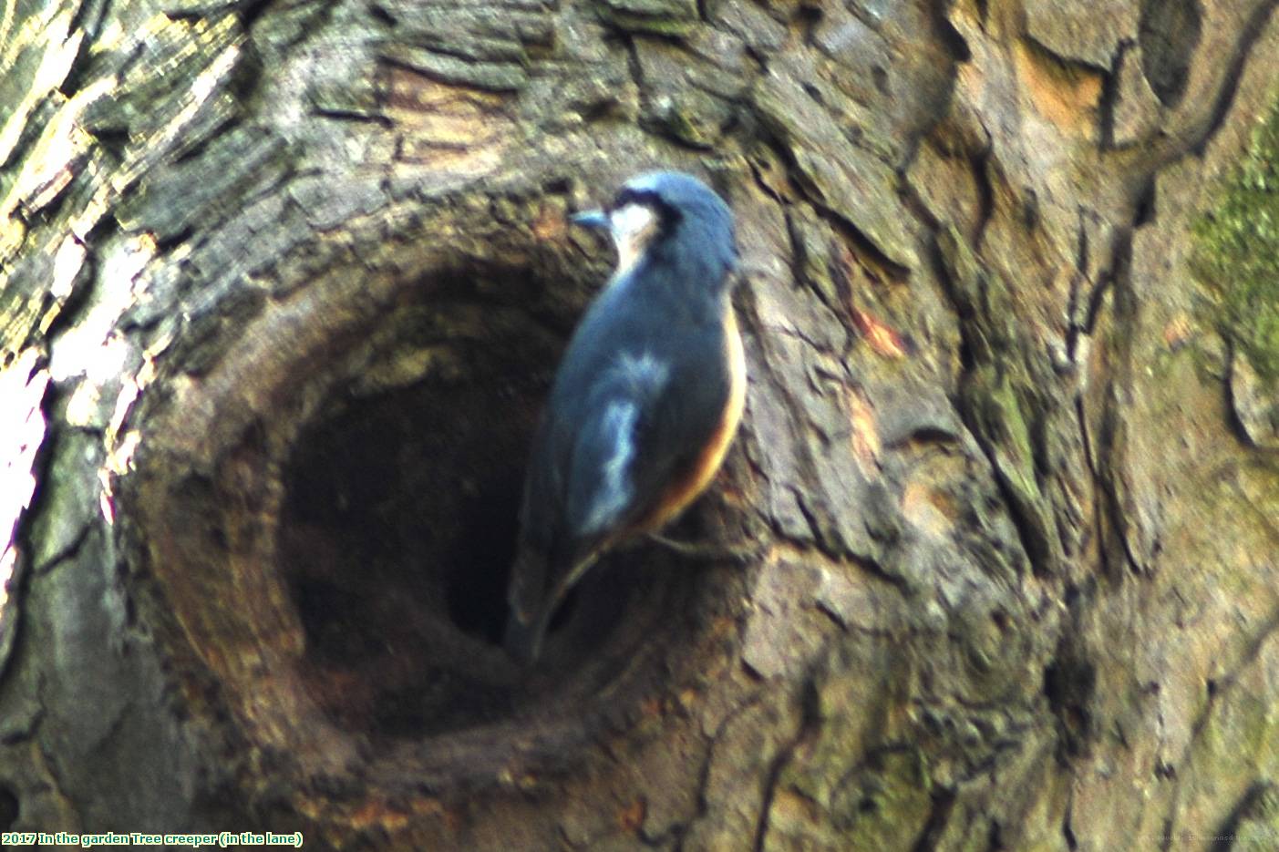 2017 In the garden Tree creeper (in the lane)