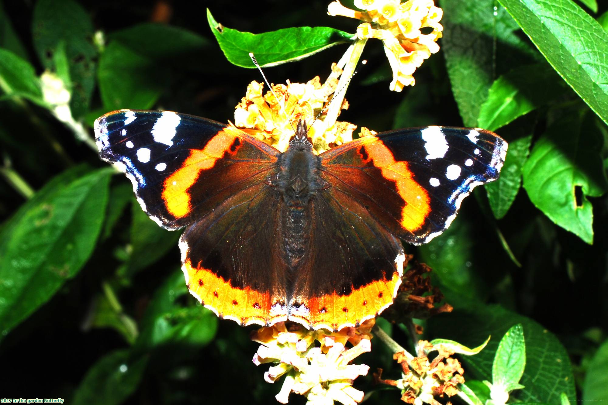 2017 In the garden Butterfly