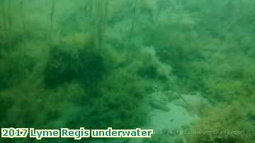  lyme3 2017 Lyme Regis underwater