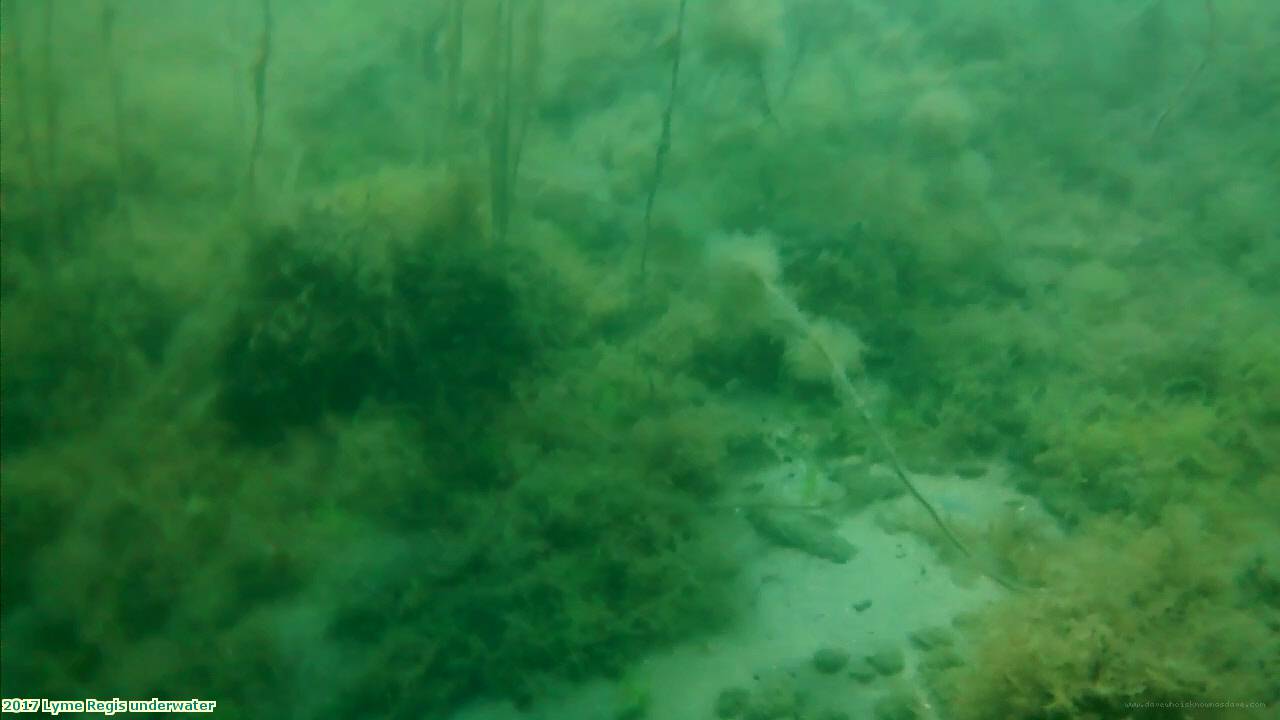 2017 Lyme Regis underwater