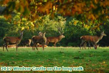  wind 2017 Windsor Castle on the long walk