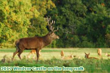  wind 2017 Windsor Castle on the long walk