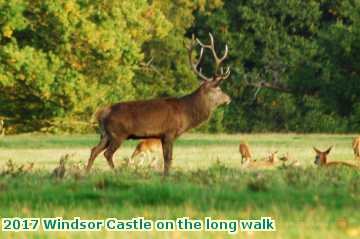  wind 2017 Windsor Castle on the long walk