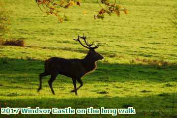  wind 2017 Windsor Castle on the long walk