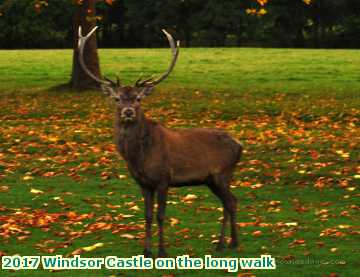  wind 2017 Windsor Castle on the long walk