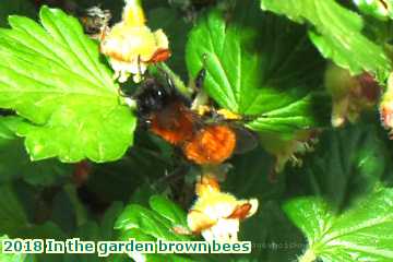  gard 2018 In the garden brown bees