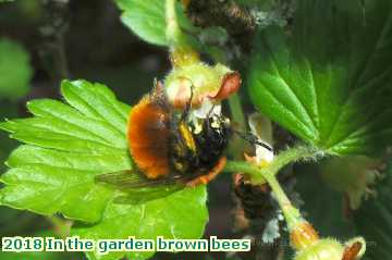  gard 2018 In the garden brown bees