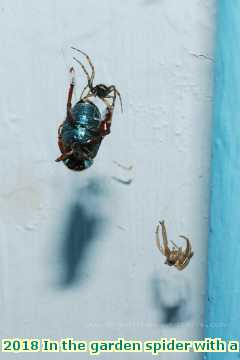  gard 2018 In the garden spider with a blue-bottle