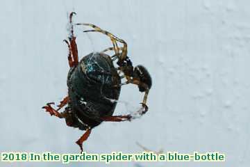  gard 2018 In the garden spider with a blue-bottle