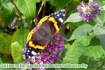  gard 2018 In the garden Red Admiral butterfly