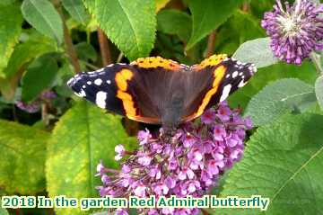  gard 2018 In the garden Red Admiral butterfly