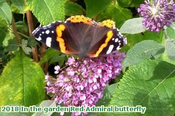  gard 2018 In the garden Red Admiral butterfly