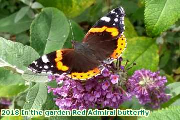  gard 2018 In the garden Red Admiral butterfly