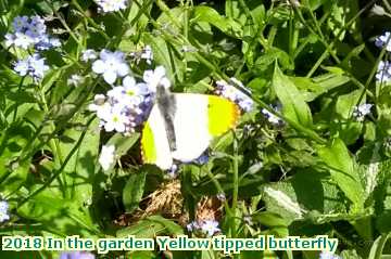  gard 2018 In the garden Yellow tipped butterfly