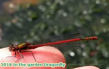  gard 2018 In the garden Dragonfly