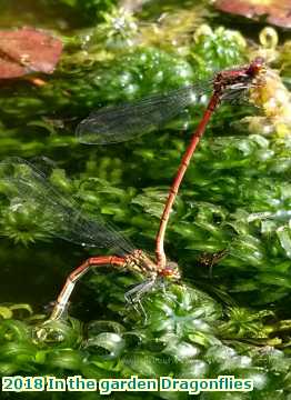  gard 2018 In the garden Dragonflies