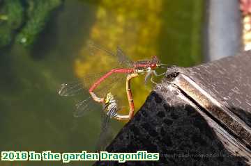  gard 2018 In the garden Dragonflies