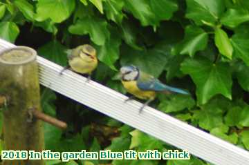  gard 2018 In the garden Blue tit with chick