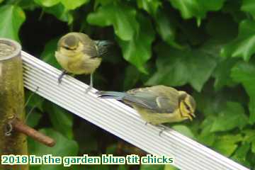  gard 2018 In the garden blue tit chicks