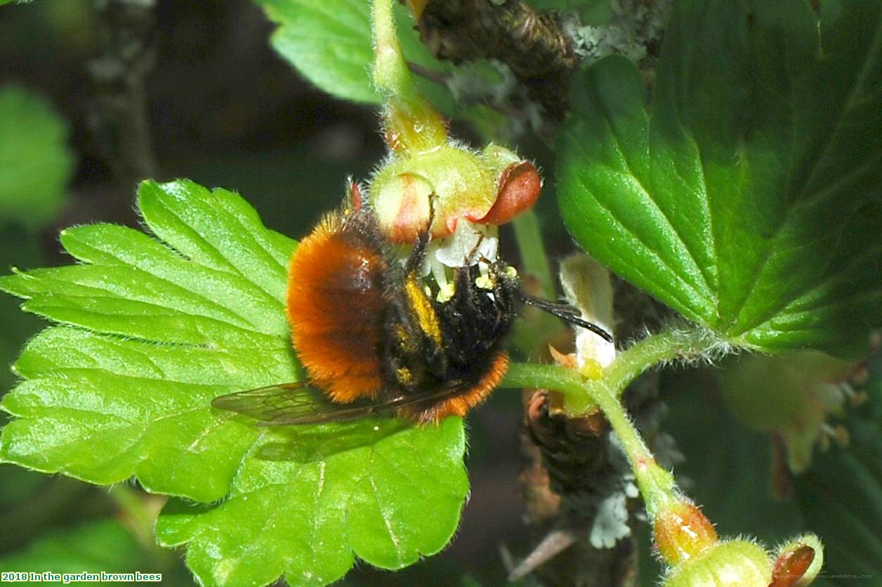 2018 In the garden brown bees