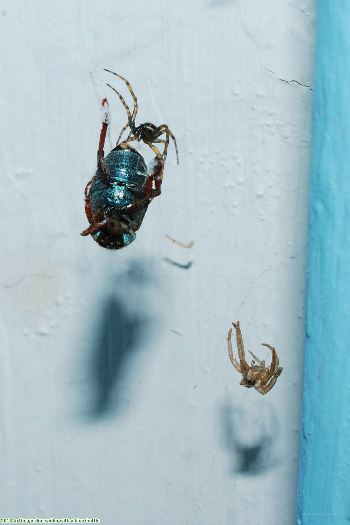 2018 In the garden spider with a blue-bottle