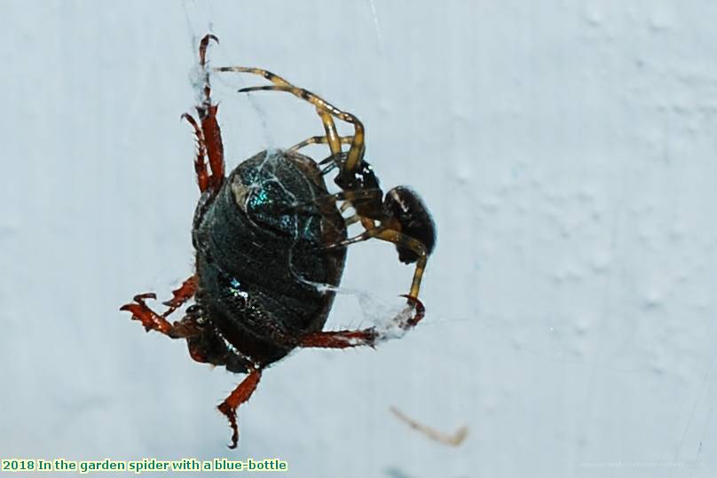 2018 In the garden spider with a blue-bottle